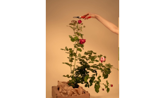 Kā pareizi formēt floribundrožu grupas stādus?